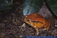 Dyscophus guineti, Südlicher Tomatenfrosch, Southern Tomato Frog 