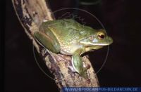 Litoria infrafrenata, Riesenlaubfrosch, White Lipped Tree Frog 
