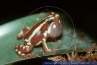 Epipedobates tricolor, Dreifarbiger Baumsteiger, Phantasmal Poison Frog 