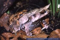 Megophrys nasuta, Zipfelfrosch, Malayan Horned Frog 