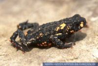 Melanophryniscus stelzneri, Schwarzkrötchen, Bumble Bee Toad 