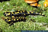 ASLFT0027 Salamandra salamandra<br>