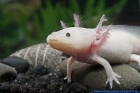 Ambystoma mexicanum,Axolotl,Axolotl
