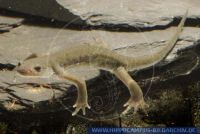 Hynobius nigrescens, Dunkler Winkelzahnmolch, Sendai Salamander 