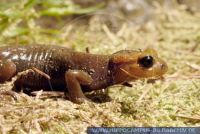 Salamandra salamandra alfredschmidti, Asturischer Feuersalamander, Asturian Fire Salamander 