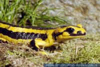 Salamandra salamandra fastuosa, Pyrenäen Feuersalamander, Pyrenean Fire Salamander 