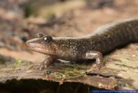 Desmognathus quadramaculatus, Schwarzbaeuchiger Bachsalamander, Grosser Bachsalamander, Black-Bellied Salamander 