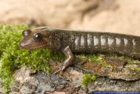 Desmognathus quadramaculatus, Schwarzbaeuchiger Bachsalamander, Grosser Bachsalamander, Black-Bellied Salamander 