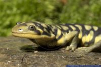 Ambystoma tigrinum,Tigersalamander,Eastern Tiger Salamander,Barred Tiger Salamander