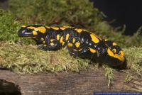 Salamandra salamandra salamandra,Feuersalamander,European Fire Salamander