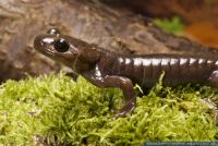 Ambystoma gracile,Zierlicher Querzahnmolch,Northwestern Salamander