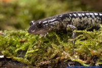 Plethodon glutinosus,Silbersalamander,Northern Slimy Salamander