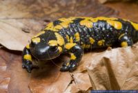 Salamandra salamandra salamandra,Gefleckter Feuersalamander,Spotted European Fire Salamander