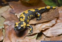 Salamandra salamandra salamandra,Gefleckter Feuersalamander,Spotted European Fire Salamander