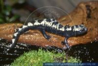 Ambystoma opacum, Marmor-Querzahnmolch, Marbled Salamander 