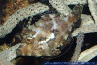 Acreichthys tomentosus, Seegras - oder Tangfeilenfisch , Bristle-tail file-fish 