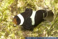 Amphiprion ocellaris black, Falscher Clown - Anemonenfisch, Clown anemonefish 