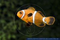 Amphiprion ocellaris, Falscher Clown - Anemonenfisch, Clown anemonefish 