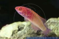 Cirrhilabrus rubrisquamis, Zwerg-Lippfisch, Red Velvet Wrasse 