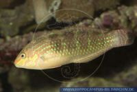 Platyglossus melanurus, Regenbogenlippfisch, Duskytailed Rainbowfish 