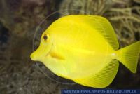 Zebrasoma flavescens, Zitronenflossen-Doktorfisch , Yellow tang 