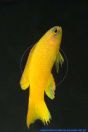 Assessor flavissimus, Gelber Mirakelbarsch , Yellow devilfish 