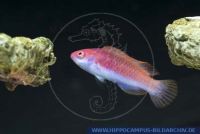 Cirrhilabrus cyanopleura, Blauschuppen-Zwerglippfisch , Blueside wrasse 