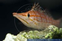 Oxycirrhites typus, Langschnaeuziger Korallenwächter , Longnose hawkfish 