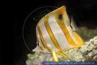 Chelmon rostratus, Kupferbinden-Pinzettfisch , Copperband butterflyfish 