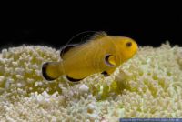 Amphiprion ocellaris, Falscher Clown - Anemonenfisch, Clown anemonefish 