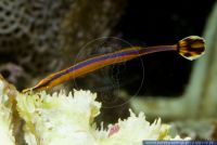 Doryrhamphus excisus abbreviatus, Blaustreifen Seenadel, Bluestripe pipefish 