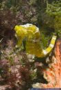 Hippocampus reidi, Langschnaeuziges Seepferdchen,Langschnauzen-Seepferdchen, Orange Long Nose Seahorse 