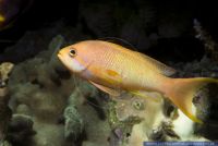 Pseudanthias squamipinnis, Juwelen Fahnenbarsch, Jewel Lyretail Anthia 