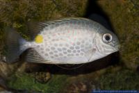 Siganus guttatus, Goldfleck-Kaninchenfisch, Orange-spotted spinefoot 
