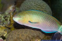 Scarus quoyi,Quoys Papageilippfisch,Quoy's parrotfish