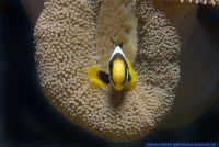 Amphiprion chrysogaster,Mauritius Anemonenfisch,Mauritian anemonefish