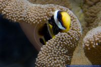 Amphiprion chrysogaster,Mauritius Anemonenfisch,Mauritian anemonefish