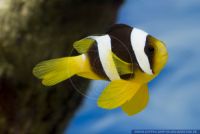 Amphiprion clarkii,Clarks-Anemonenfisch,Yellowtail clownfish