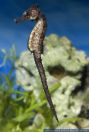 Hippocampus kuda,Aestuar Seepferdchen,Spotted seahorse