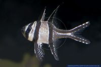 Pterapogon kauderni,Zebrakardinalbarsch,Banggai cardinal fish