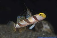 Stonogobiops nematodes,Lanzen-Symbiosegrundel,Filament-finned prawn-goby