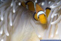 Amphiprion ocellaris,Falscher Clown-Anemonenfisch,Clown anemonefish