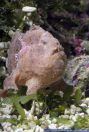 Antennarius spec,Anglerfisch,Frogfish