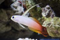 Nemateleotris magnifica,Prachtschwertgrundel,Orange FireFish