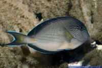 Acanthurus sohal,Arabischer-Doktorfisch,Sohal surgeonfish