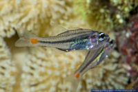 Apogon parvulus,Rotfleck-Kardinalbarsch,Redspot Cardinalfish