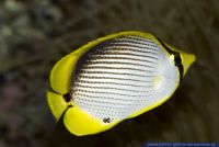 Chaetodon melannotus,Streifen-Falterfisch,Blackback butterflyfish