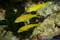 Parupeneus cyclostomus,Gelbsattel-Meerbarbe,Goldsaddle goatfish