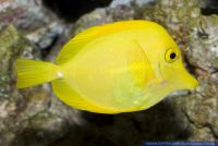 Zebrasoma flavescens,Zitronenflossen-Doktorfisch,Yellow tang