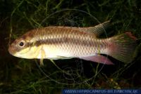 Pelvicachromis subocellatus "MATADI" , Augenfleck-Prachtbarsch; Rotvioletter Prachtbarsch, Violet Cichlid  